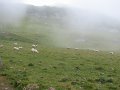 (26) 2007 La Soule